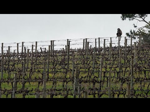 How a South African vineyard is making better wine thanks to cattle and ducks How a South African vineyard is making better wine thanks to cattle and ducks