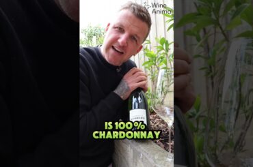 What is Blanc de Blanc? | French Wine Rules Explained