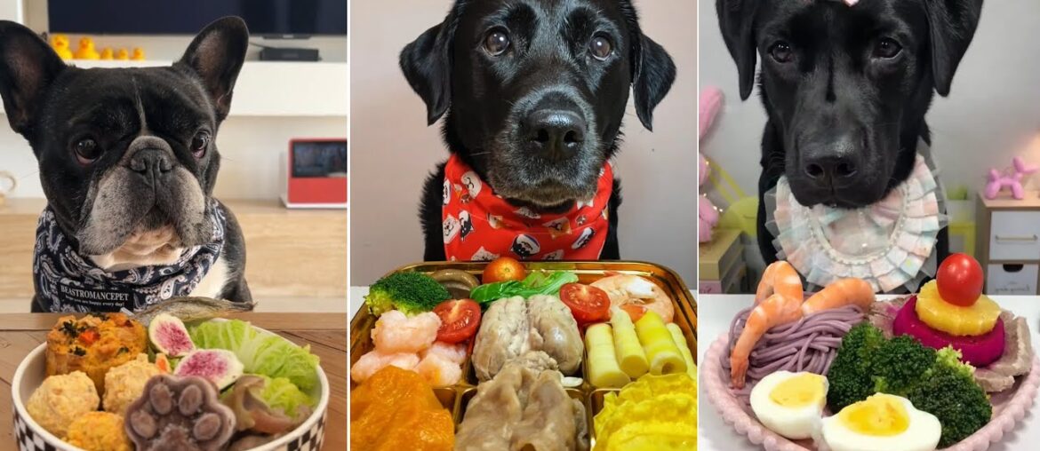 Epic Dog Food Taste Test | Cute Labradors & Bulldog Try Gourmet Meals!