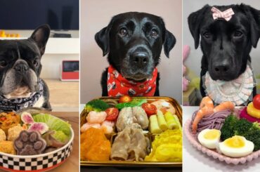 Epic Dog Food Taste Test | Cute Labradors & Bulldog Try Gourmet Meals!