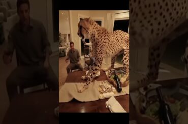 Cheetah Crashes Family Dinner! Dog and Cat Team Up to Fight Back