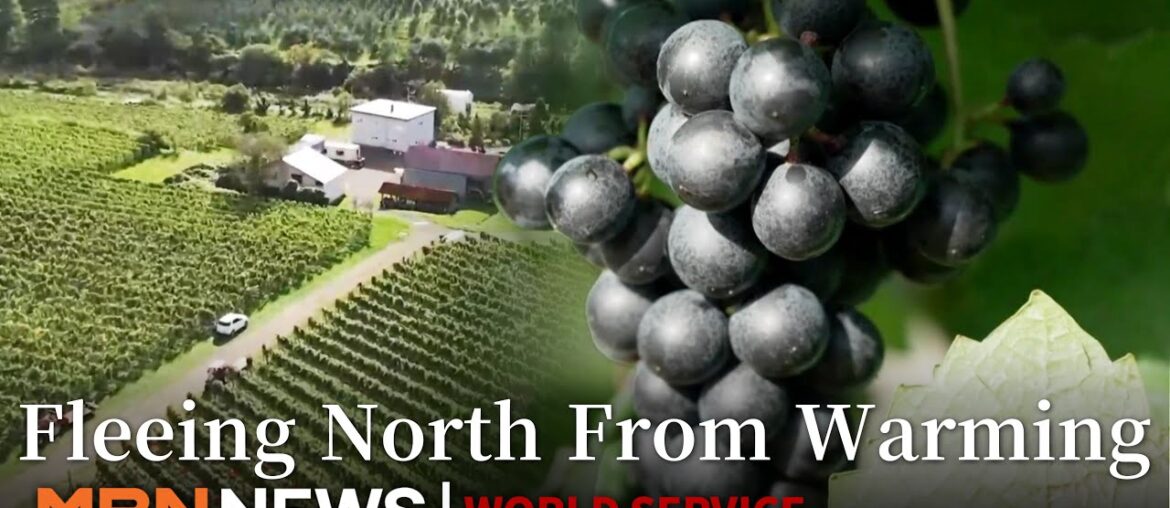 Snow-Heavy Hokkaido Now Growing Southern French Wine Grapes