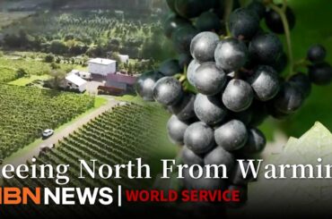 Snow-Heavy Hokkaido Now Growing Southern French Wine Grapes