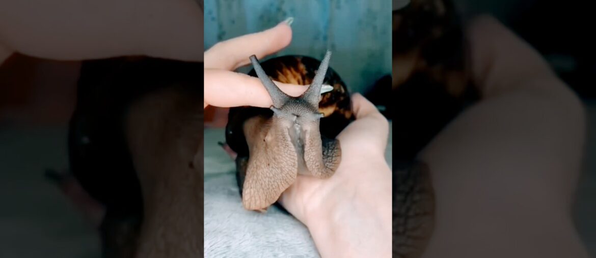 Your Next Pet is Also a Delicacy. #snail #giant #pet #food #escargot Your Next Pet is Also a Delicacy. #snail #giant #pet #food #escargot