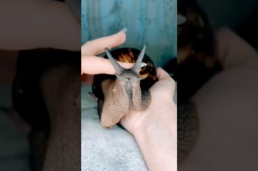 Your Next Pet is Also a Delicacy. #snail #giant #pet #food #escargot