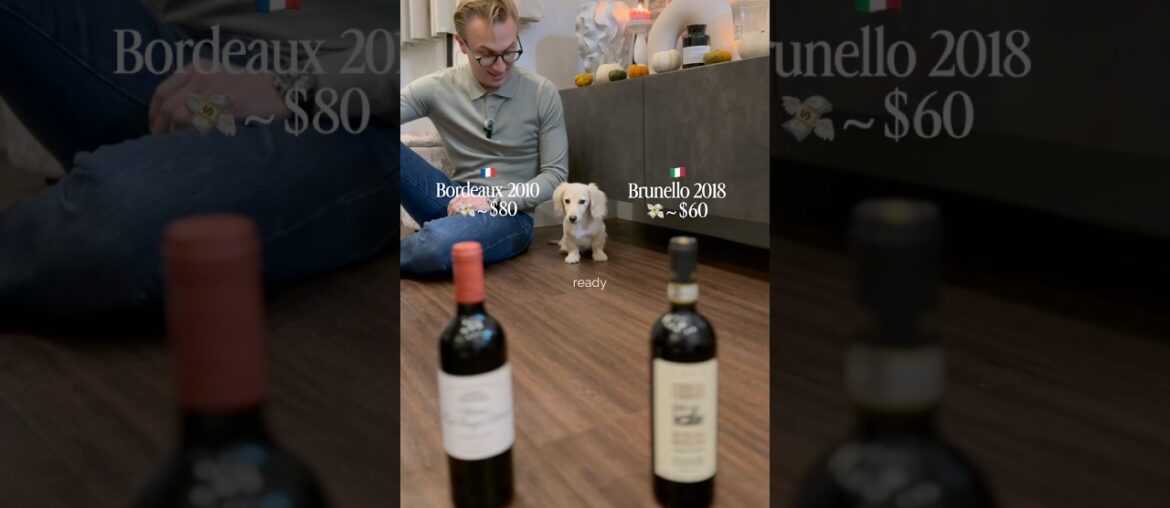 Does our puppy prefer Italian or French? #wine#vino#pupyy #dachshund#sommelier