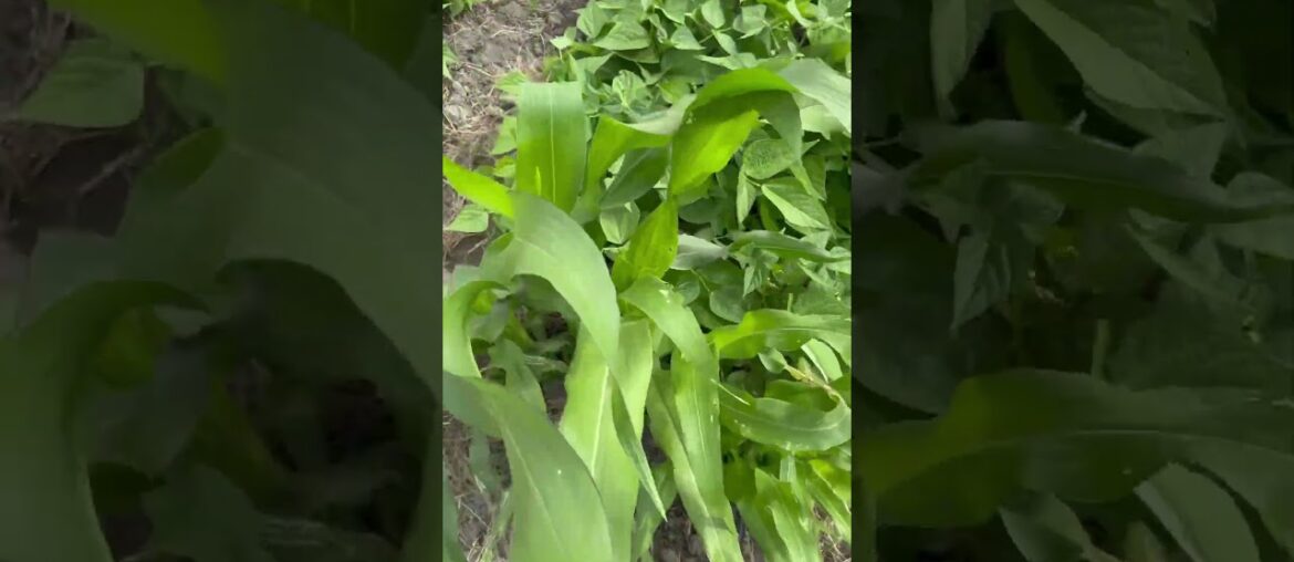 French beans in week 6
