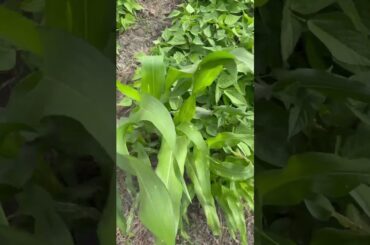 French beans in week 6