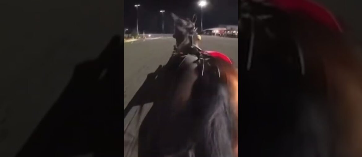 French Wine & Jason Bartlett win the Breeders Crown Open Trot 2025 #harness #trot #horseracing #race