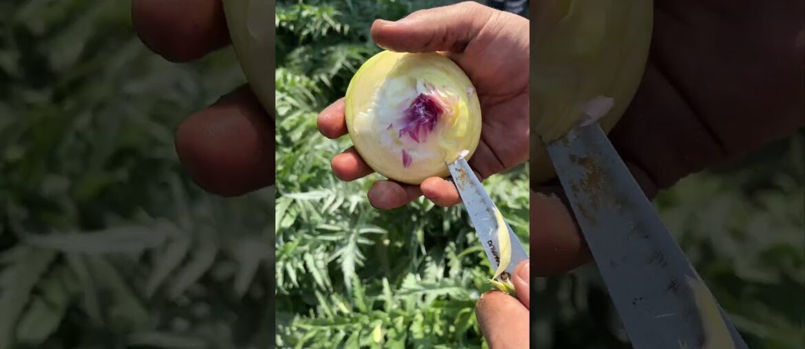 Crafting with Nature: Peeling a French Lily Bulb