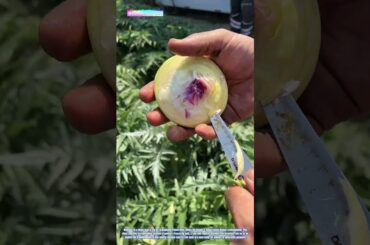 Crafting with Nature: Peeling a French Lily Bulb