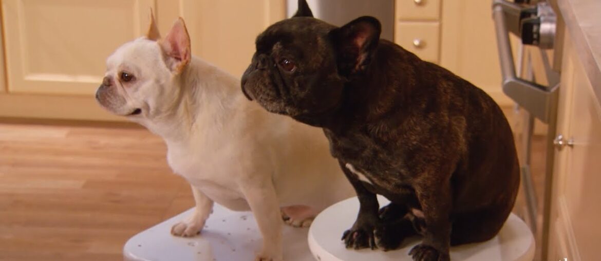 Martha Stewart’s Dogs Learn How to Make French Toast | Martha Bakes | #Shorts