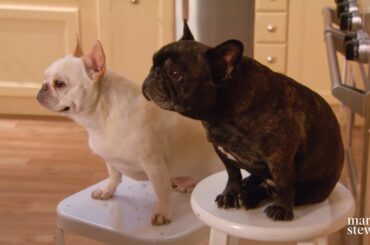Martha Stewart’s Dogs Learn How to Make French Toast | Martha Bakes | #Shorts