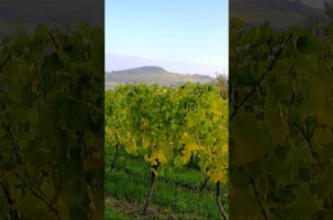 Explore Alsace Vineyards & Scenic Views | France Travel Shorts