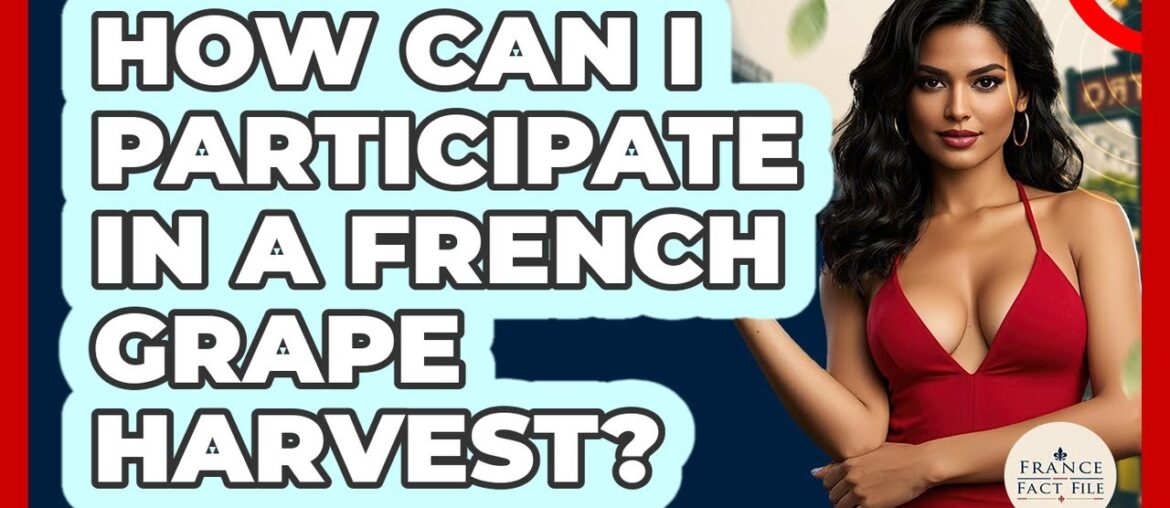 How Can I Participate In A French Grape Harvest? - France Fact File