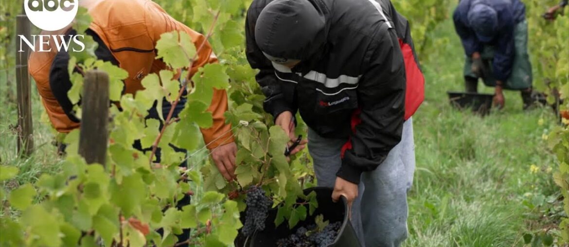 Pay up: The Impact of tariffs on French wine