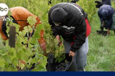 Pay up: The Impact of tariffs on French wine