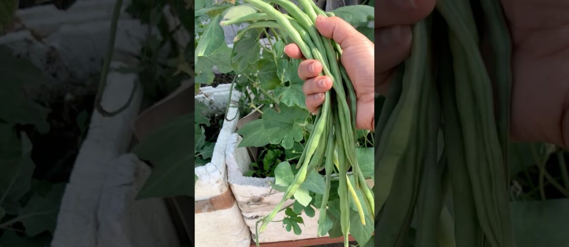 Harvesting French beans from our terrace kitchen garden #foryou #yt #ytshorts #shorts harvesting