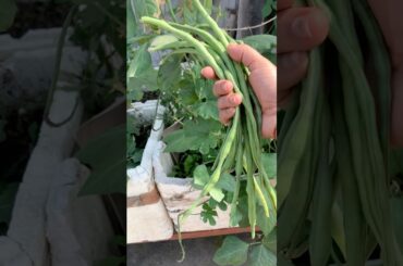 Harvesting French beans from our terrace kitchen garden #foryou #yt #ytshorts #shorts harvesting