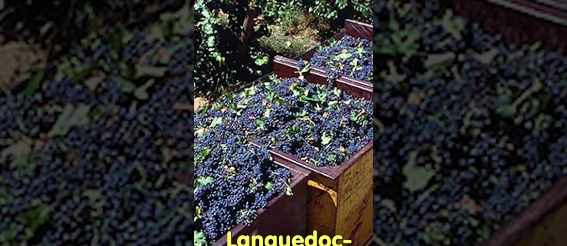 GRAPE THEFT #wine #winenews #frenchwine GRAPE THEFT #wine #winenews #frenchwine