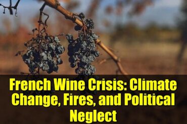 French Wine Crisis: Climate Change, Fires, and Political Neglect