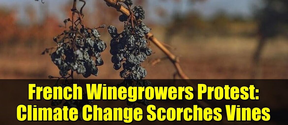 French Winegrowers Protest: Climate Change Scorches Vines and Crushes Incomes