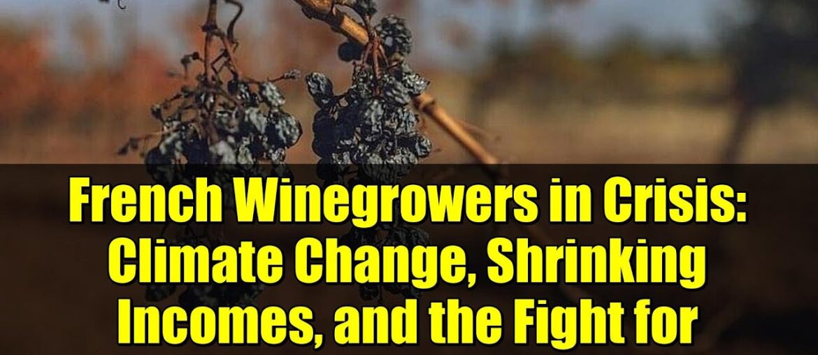 French Winegrowers in Crisis: Climate Change, Shrinking Incomes, and the Fight for Survival