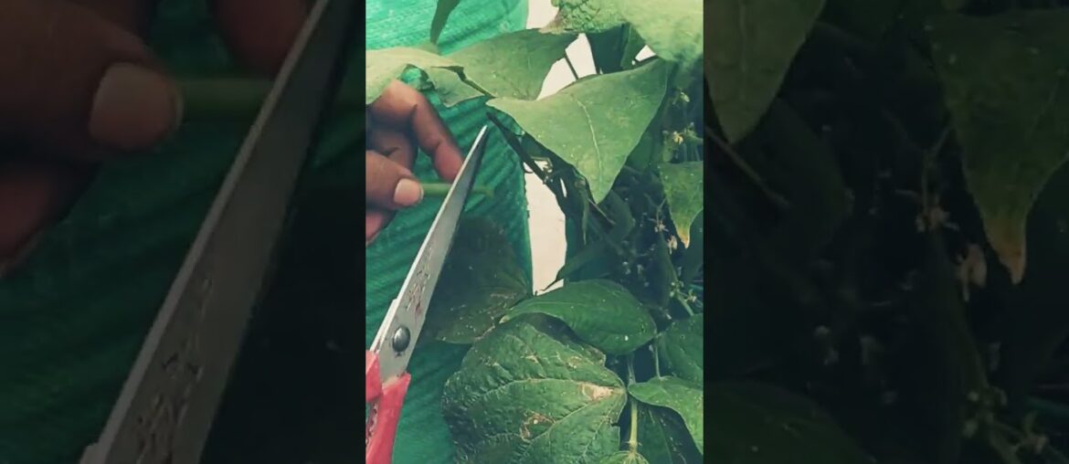 french beans ki harvesting