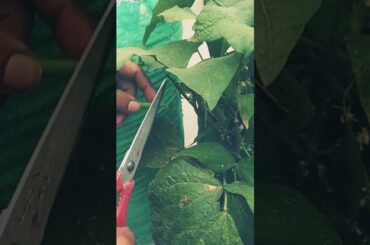 french beans ki harvesting
