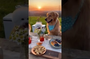 Sunset Dog Picnic! #shortsfeed #reel #viral #trending #viralvideo #trendingshorts #pets #funny #dog