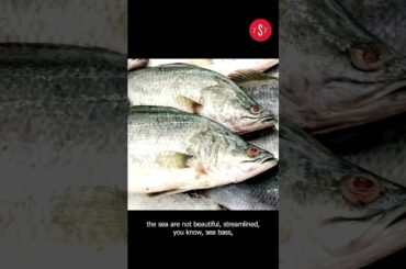 French Cuisine Culture Shock: One Author’s Culinary Adventure