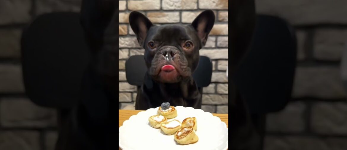 French gourmet #funnydogs #asmr #frenchbulldog #pancake