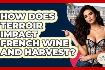 How Does Terroir Impact French Wine And Harvest? - France Fact File