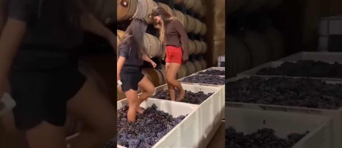 Traditional Grapes Wine Making Process Traditional Grapes Wine Making Process