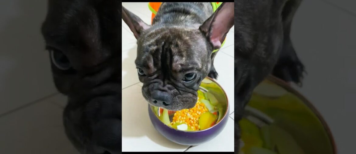 French bulldog eating a home made gourmet platter. Guess what he eats first? #dogeating #dogshorts