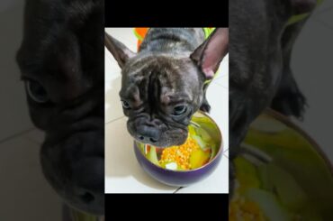 French bulldog eating a home made gourmet platter. Guess what he eats first? #dogeating #dogshorts