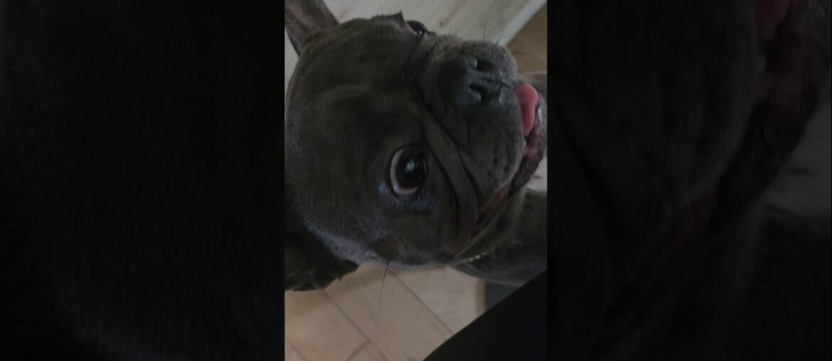 Tiny Frenchie, Tiny teeth, Big cuteness #youtubeshorts #youtube #reels #doglife  #frenchie #cute