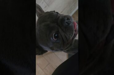 Tiny Frenchie, Tiny teeth, Big cuteness #youtubeshorts #youtube #reels #doglife  #frenchie #cute