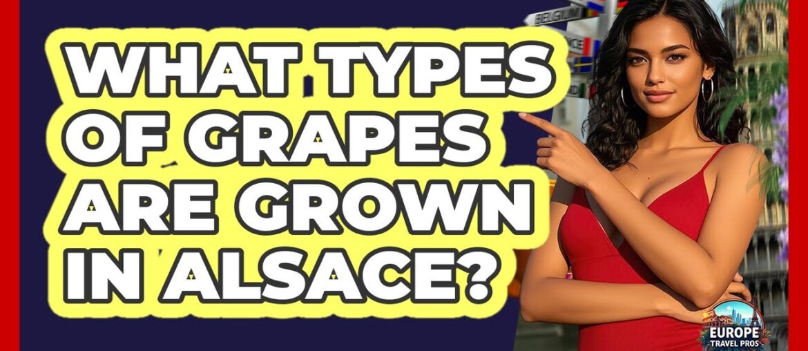 What Types Of Grapes Are Grown In Alsace?