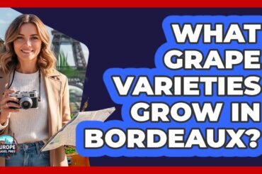 What Grape Varieties Grow In Bordeaux?