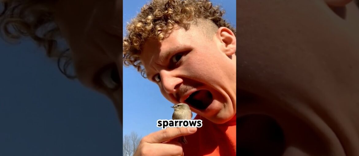 Does human eat Sparrows? | ortolan French delicacy