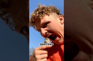 Does human eat Sparrows? | ortolan French delicacy