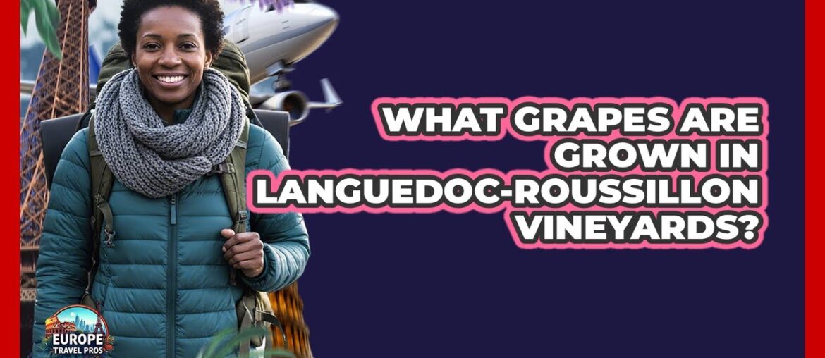 What Grapes Are Grown In Languedoc-Roussillon Vineyards? What Grapes Are Grown In Languedoc-Roussillon Vineyards?