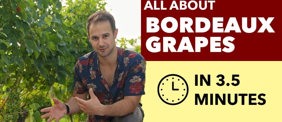 Bordeaux Grapes - All About Bordeaux Blends + Whites from Bordeaux, France