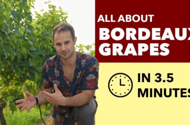 Bordeaux Grapes - All About Bordeaux Blends + Whites from Bordeaux, France