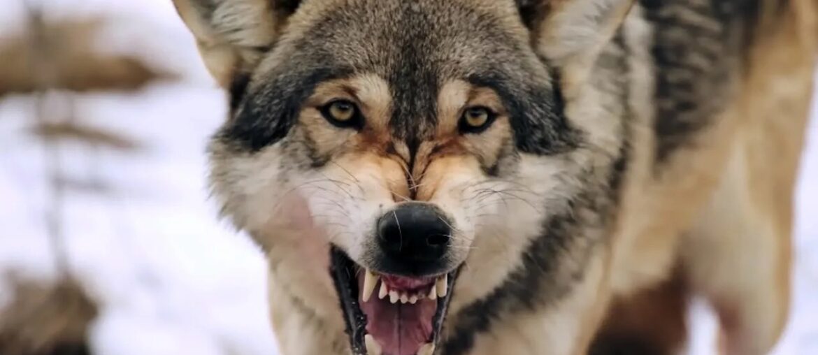 France, un voyage dans le monde sauvage France, un voyage dans le monde sauvage