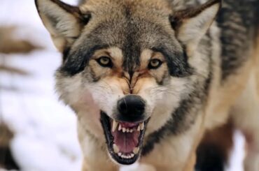 France, un voyage dans le monde sauvage