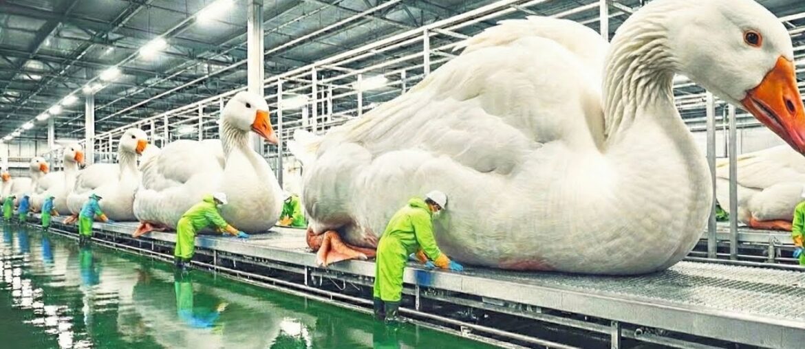 Inside the French Foie Gras Industry: From Goose Farm to Fine Dining (Full Process)