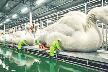 Inside the French Foie Gras Industry: From Goose Farm to Fine Dining (Full Process)