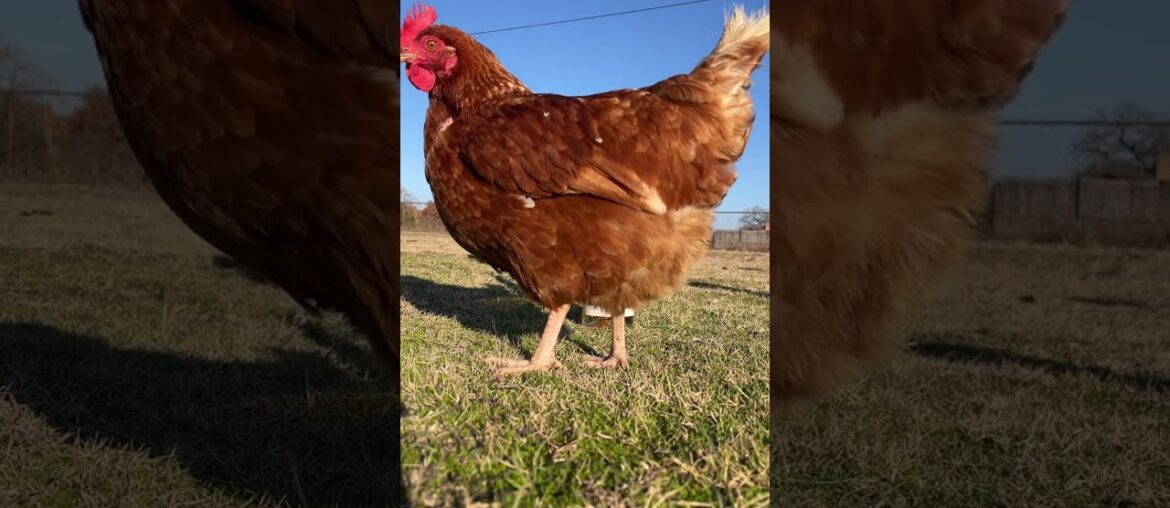 On the 3rd day of Christmas- 3 French hens